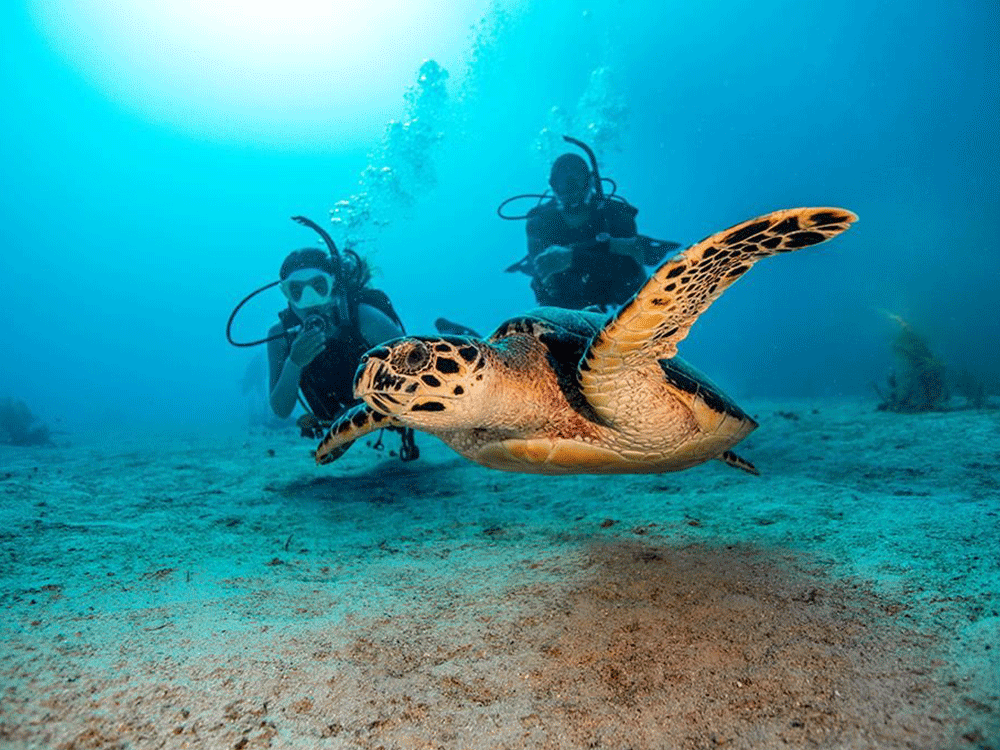 blue island divers roatandivingturtles